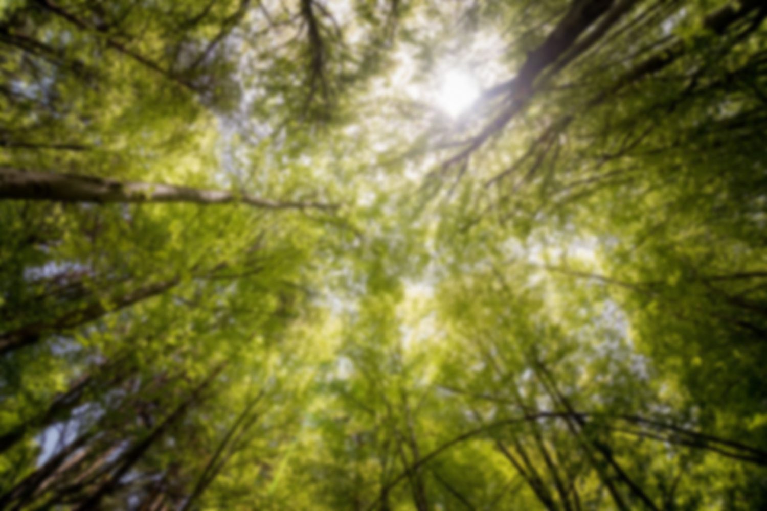 branches-daylight-environment-566496-1 branches-daylight-environment-566496-1